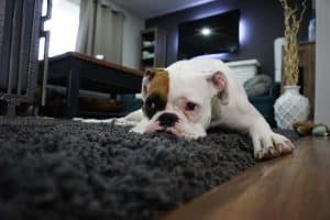 how to get dog pee off carpet