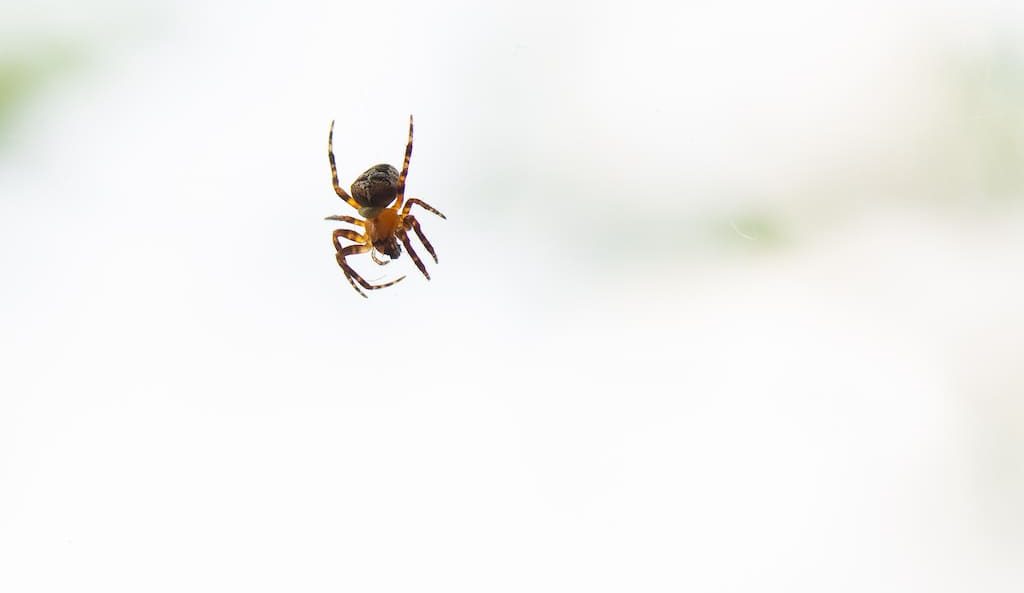 Keep clearance spiders away