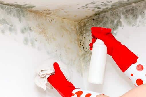 How to get rid of black mold: 9 ways to kill it