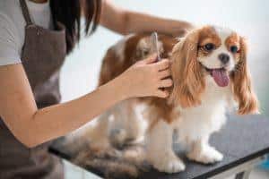 dog grooming pet hair removal