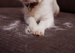 Pet hair removal guide: How to remove pet hair easily