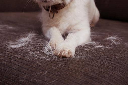 DOG SHEDDING ON COUCH