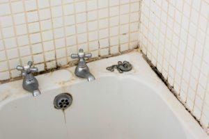 how to get rid of black mold in shower