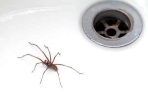 List of 17 What keeps spiders away naturally 4 How to keep spiders away from your home (8 natural solutions)