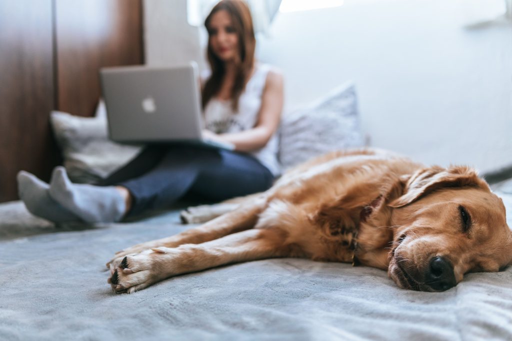 Dog sleeping while woman is working - how to keep your house clean with dogs