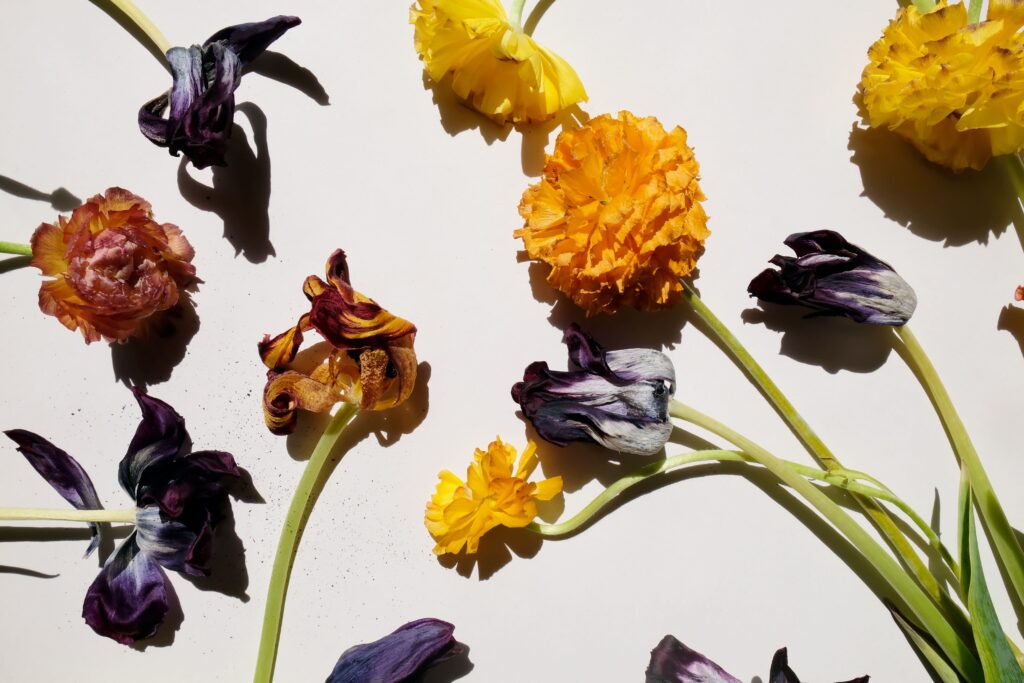 How to Dry Fresh Flowers at Home: Five DIY Methods - The mag 'Wecasa