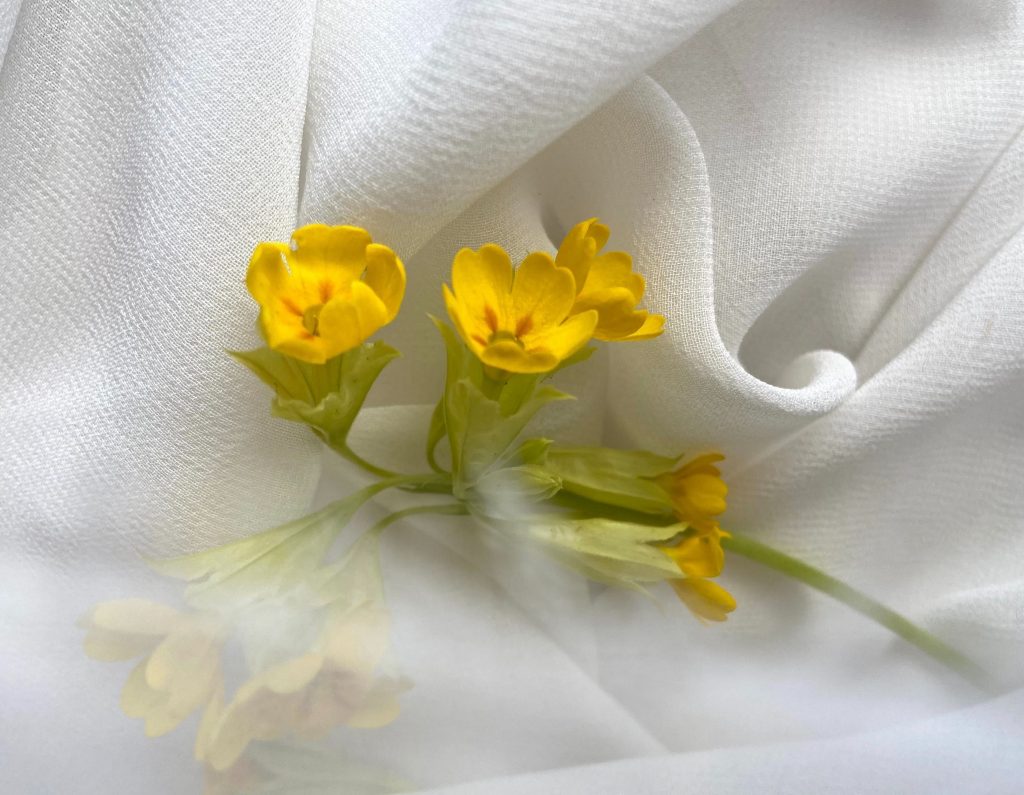 Primrose on white crumpled textile-keep the clothes in your closet smelling fresh