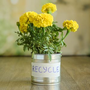 Tin can with domestic flower standing wooden table, upcycling concept